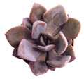1" Echeveria Debbie